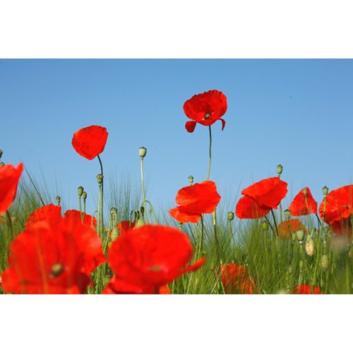 Klatschmohn
