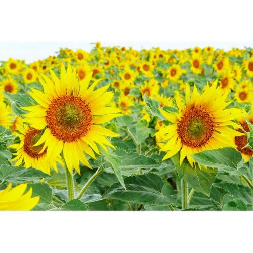 Sonnenblumenfeld