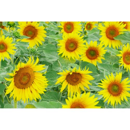 Sonnenblumen