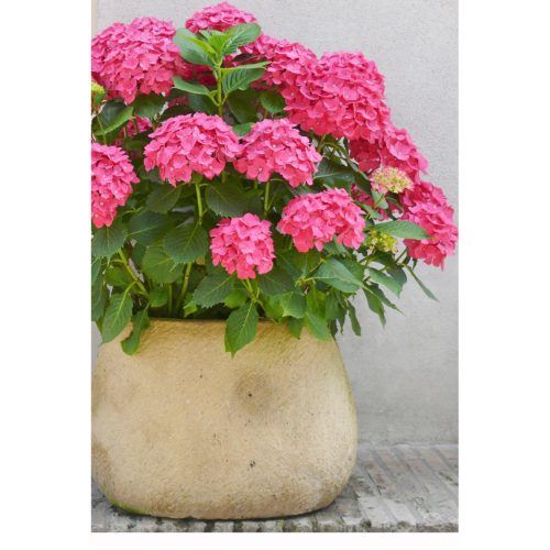 Hortensie im Topf