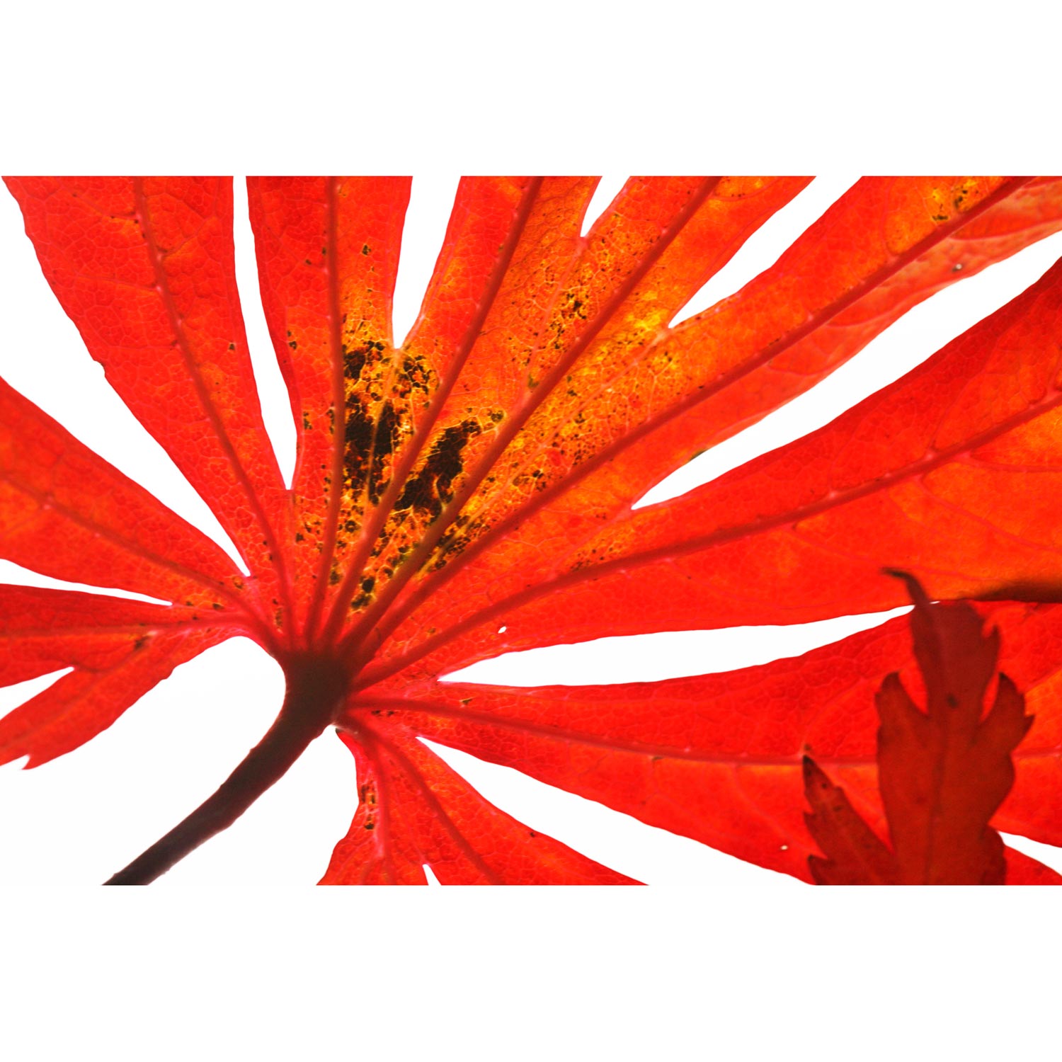rotes Herbstblatt