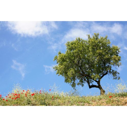 Olivenbaum