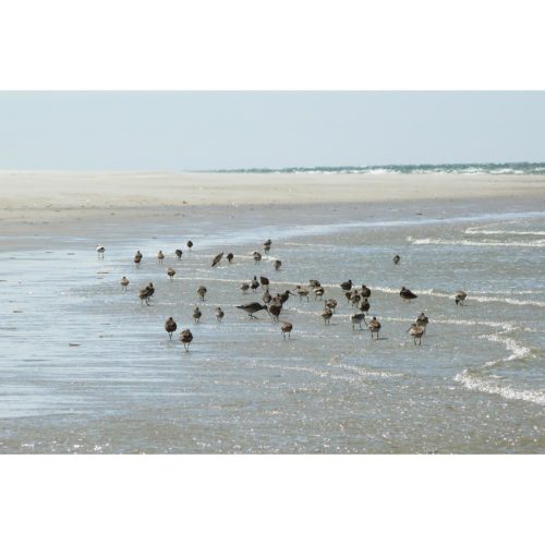 Möwen am Strand