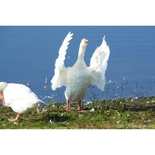 Vier Gänse