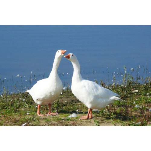 Zwei Gänse