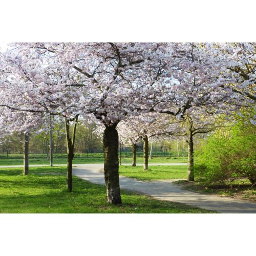 japanische Kirschblüte