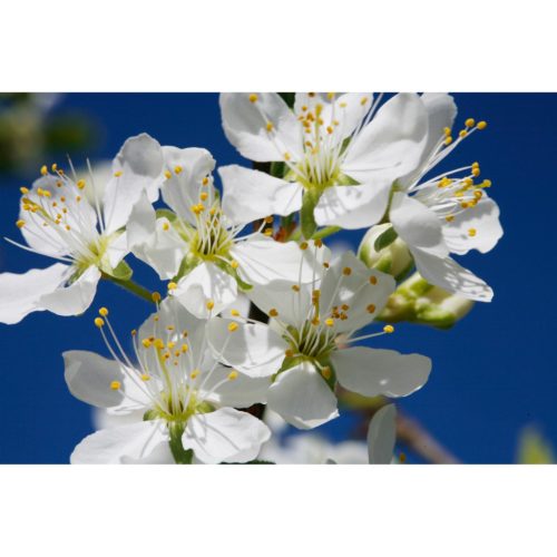 Apfelblüten