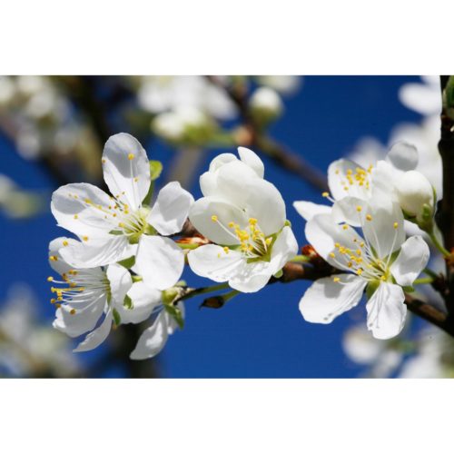 Apfelblüten