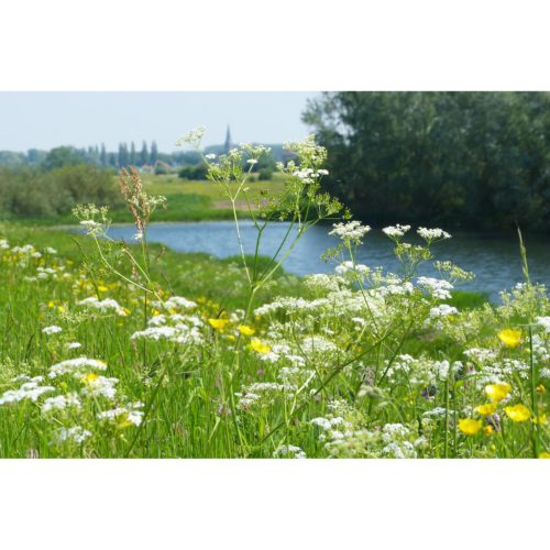 Flusslandschaft