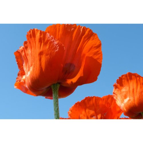 roter Klatschmohn