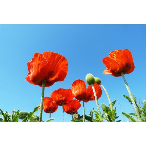 roter Klatschmohn