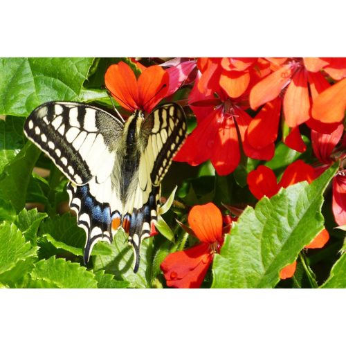 Schwalbenschwanz Schmetterling