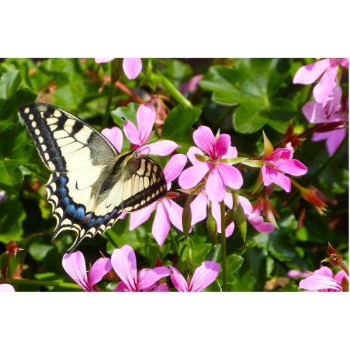 Schwalbenschwanz Schmetterling