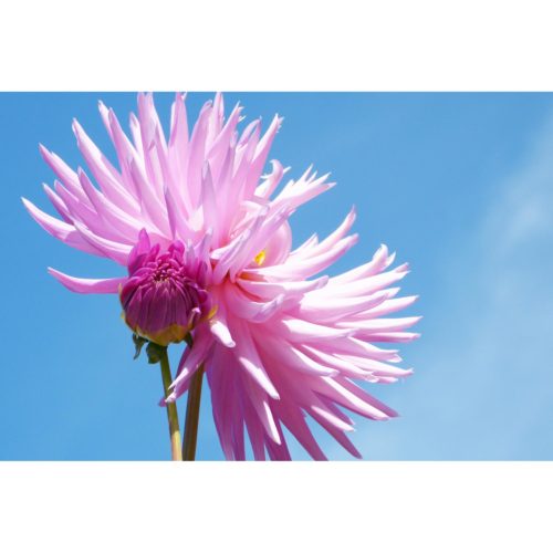 rosa Dahlie