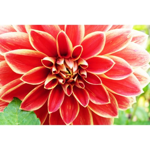 rote Dahlie