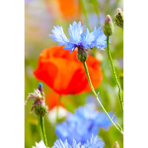 Kornblumen mit Klatschmohn