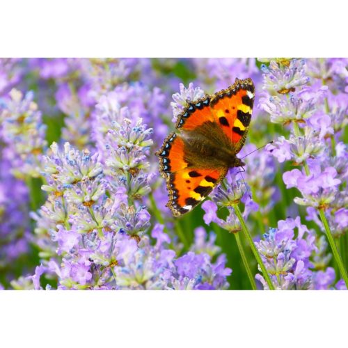 Lavendel mit Schmetterling