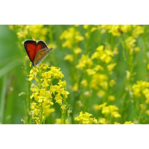 Schmetterling