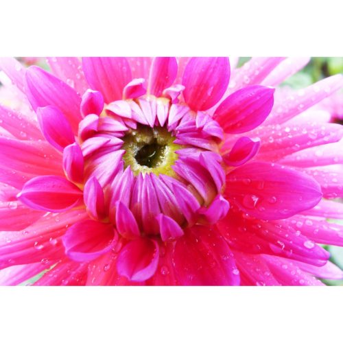 Dahlia