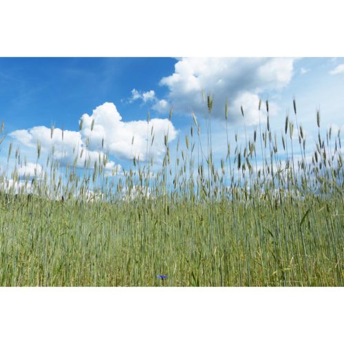 Kornfeld