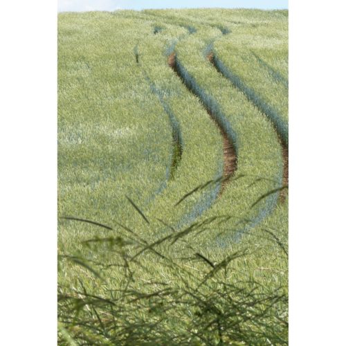 Spuren im Kornfeld