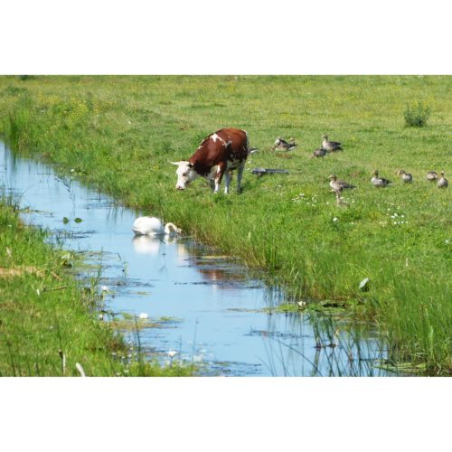 Kuh und Schwan Sommerweise