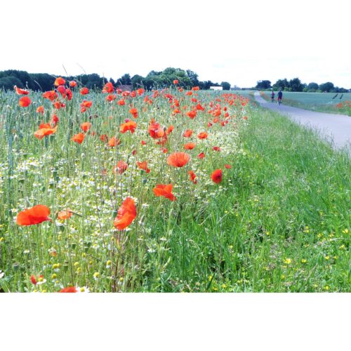 Klatschmohn am Fahrradweg