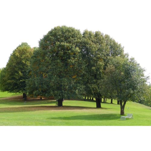 Bäume