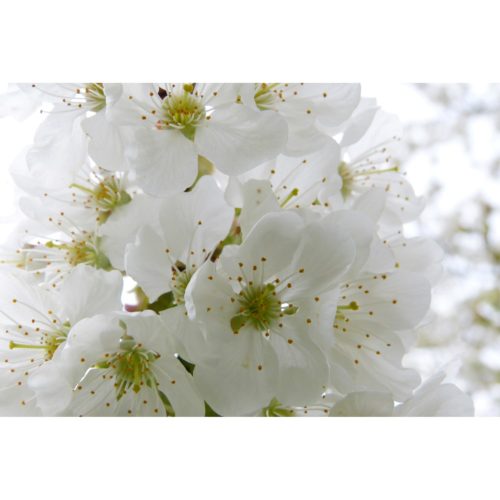 weisse Apfelblüten