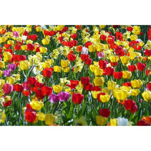 rote Tulpen gelbe Narzissen