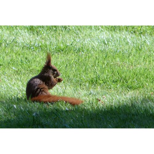 Eichhörnchen