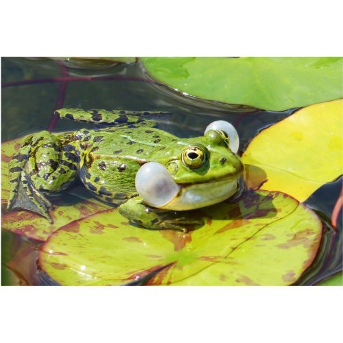 Frosch