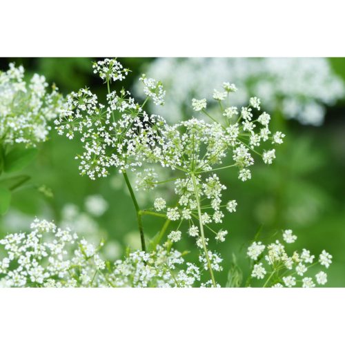Wiesenkerbel