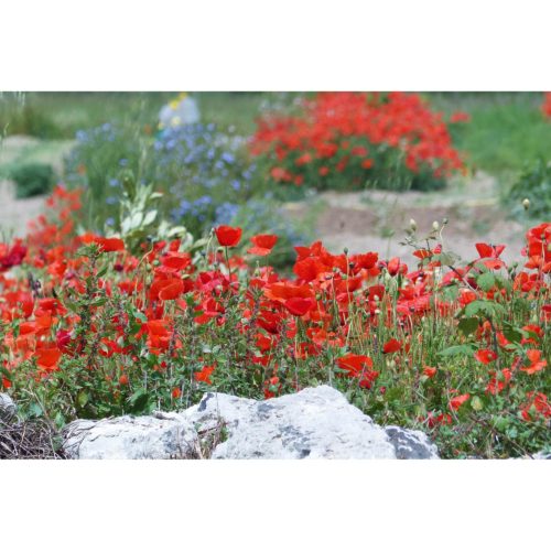Klatschmohn