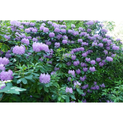 Rhododendron