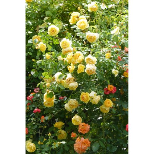 gelbe Rosen
