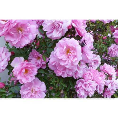 rosa Rosen