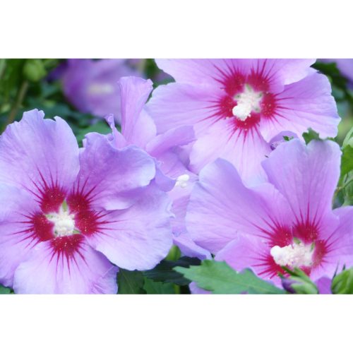 rosa Hibiskus