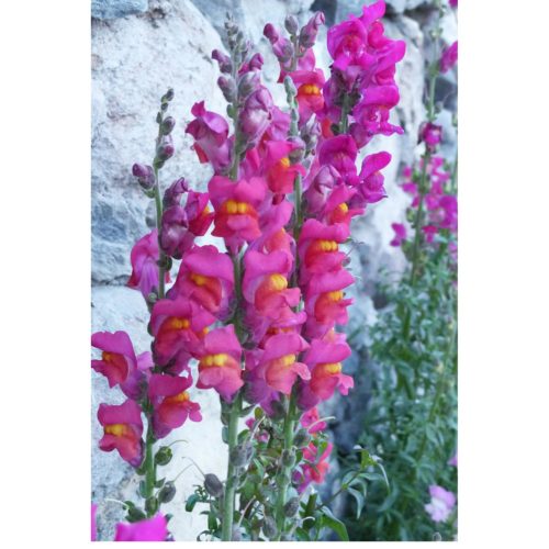 Löwenmaul rosa