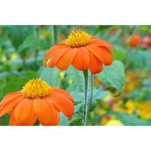 Sommerblumen orange