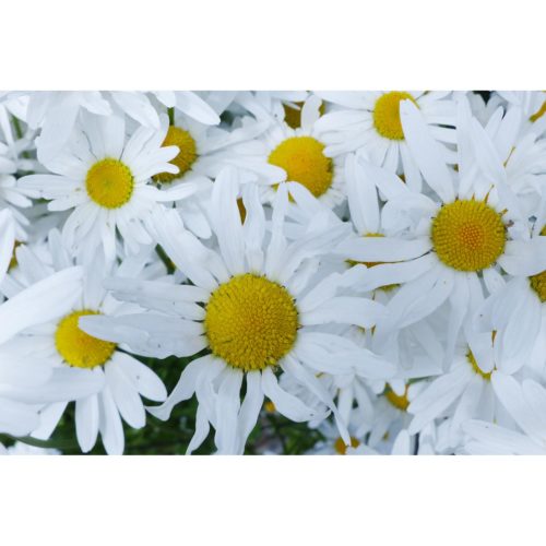 weisse Margeriten