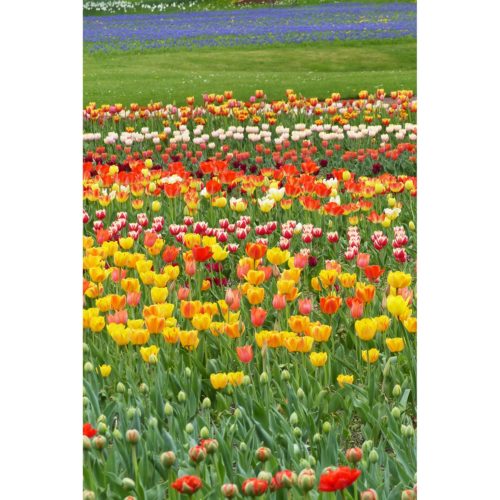 Frühlingswiese Tulpen