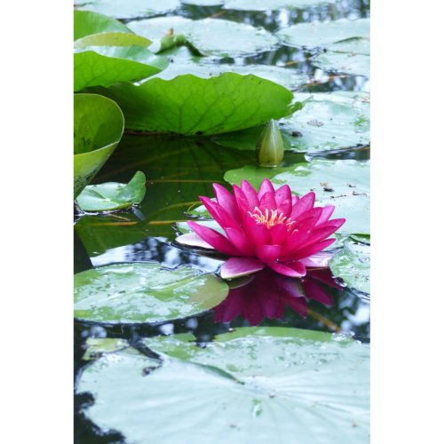 rosa Seerose
