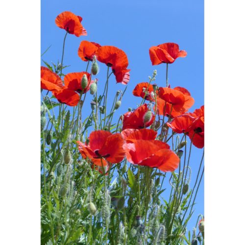 Klatschmohn