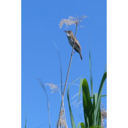 Rohrspatz