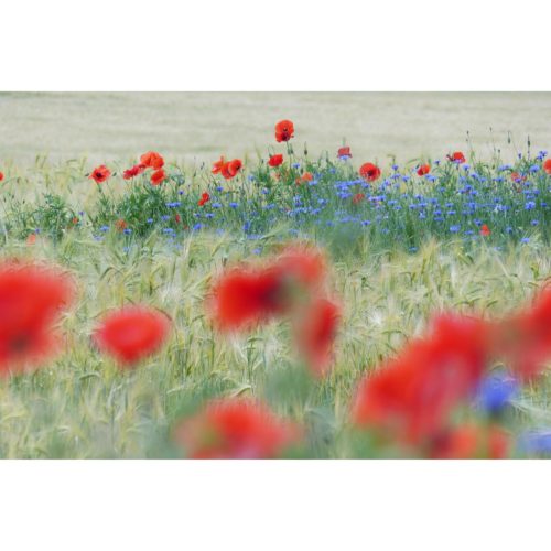 Kornfeld mit Klatschmohn und Kornblumen