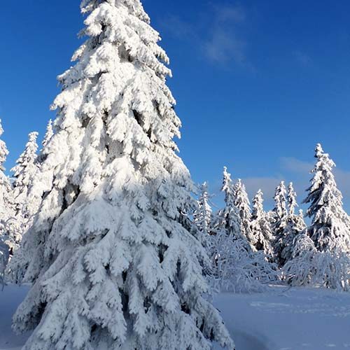 Grußkarten-Fotomotive-Winter