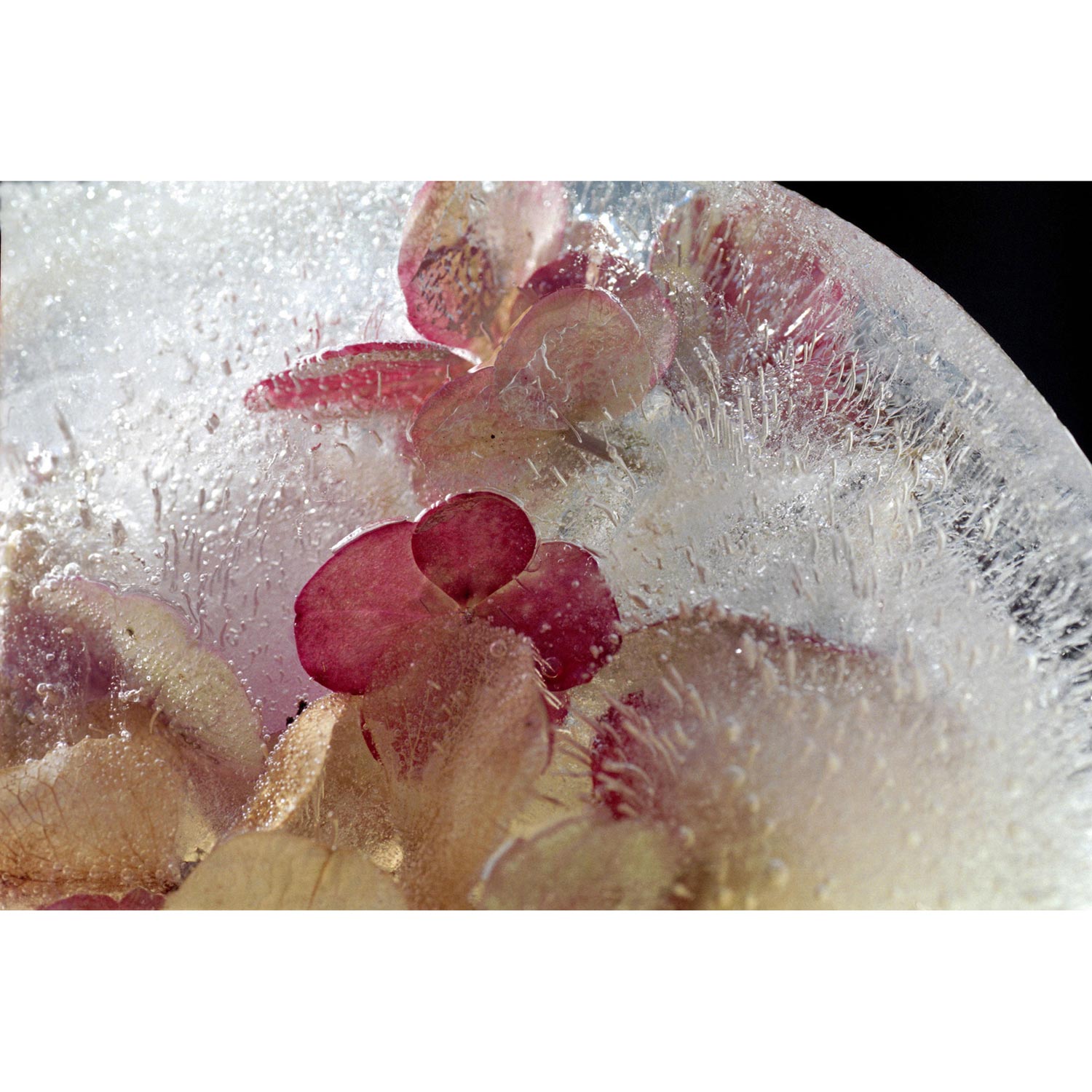 Hortensiablüten in Eis