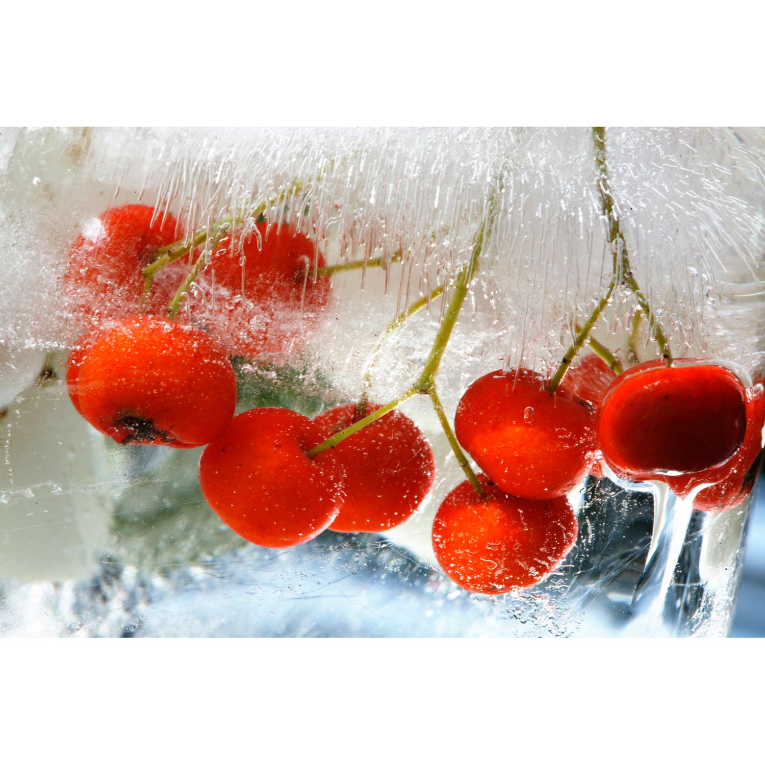 rote Beeren in Eis
