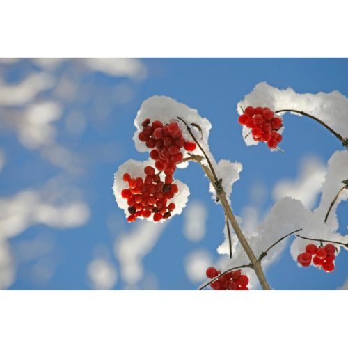 Beeren Schnee